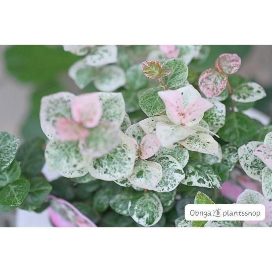 ハツユキカズラ「ピーチ」3.0号