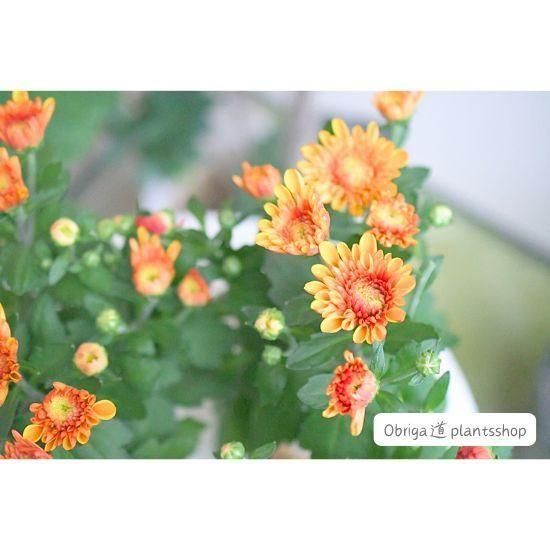 ꥵ󥻥ޥ֥ޥȡӥץꥳåȡ3.5