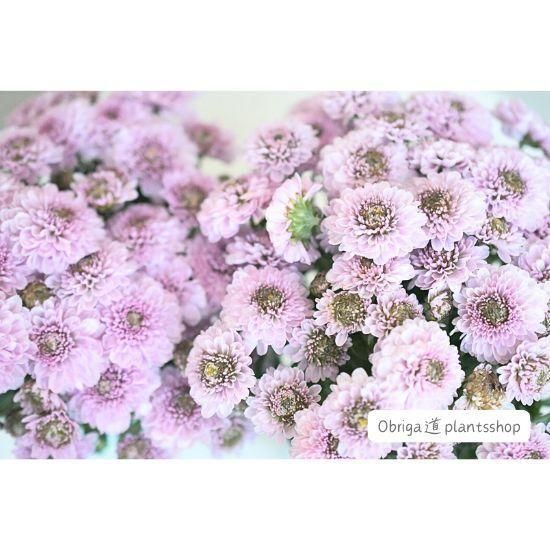 ꥵ󥻥ޥ֥⡼ɡסʥ3.5