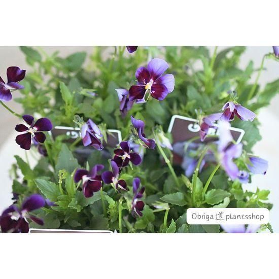 テイスト別花苗（イングリッシュガーデン） - Obriga道PlantsShop