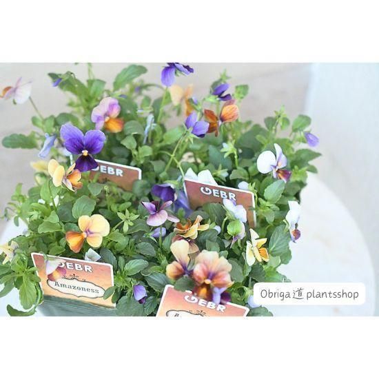 テイスト別花苗(イングリッシュガーデン) - Obriga道PlantsShop テイスト別花苗(イングリッシュガーデン) - Obriga道PlantsShop