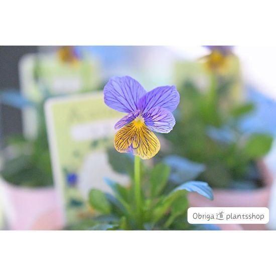 ¼ߤA-STORYӥή֥롼3.5