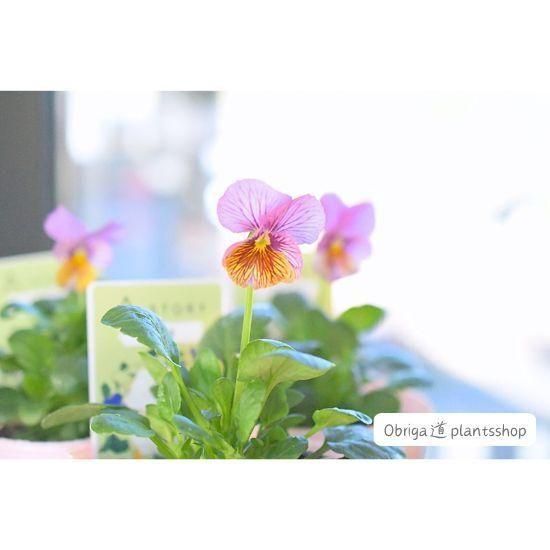 ¼ߤA-STORYӥήԥ󥯡3.5