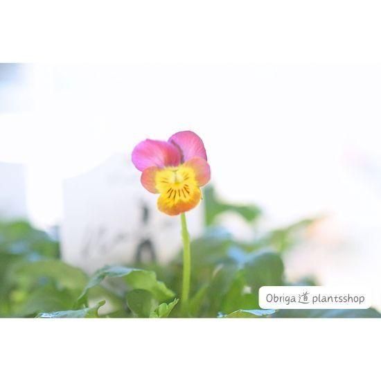 ڿʼۥꥰӥ֥ʥΡ2.5