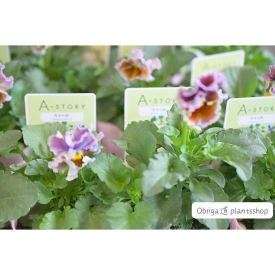 ¼ߤA-STORYӥֲּλ3.5