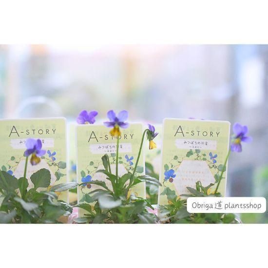 ¼ߤA-STORYӥ֤ߤĤФα֥롼ӡ2.5