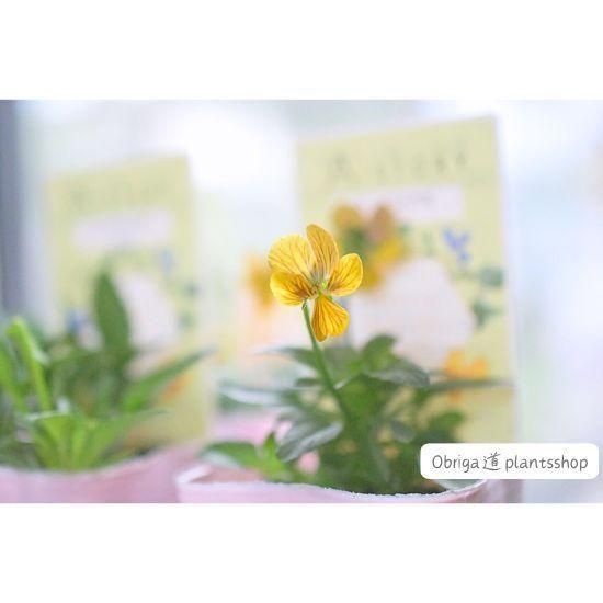 ¼ߤA-STORYӥ֤ߤĤФαӡ2.5