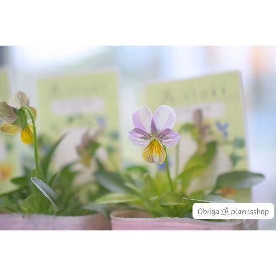 ڿʼ¼ߤA-STORYӥ֤ߤĤФαԥ󥯥ӡ2.5