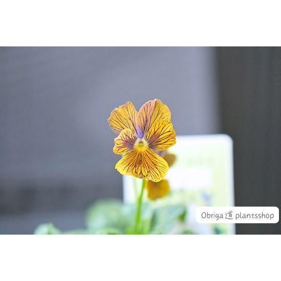 ¼ߤA-STORYӥήɡ3.5