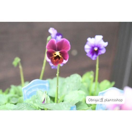 ��¼ζŵ������ӥ���֥֥���