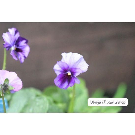 ��¼ζŵ������ӥ���֥֥���