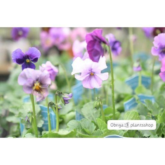 ��¼ζŵ������ӥ���֥֥�������ե�����ɡ�3.5��