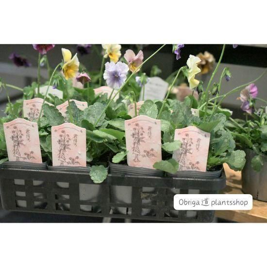 ��¼ζŵ������ӥ���ַ��Ԥ�