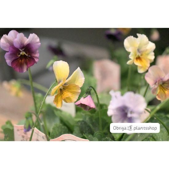 ��¼ζŵ������ӥ���ַ��Ԥ���3.5��