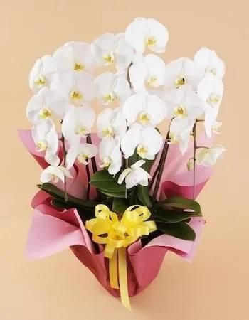 ���ظ�ĳ�� 3��Ω �� ��ڥ����ڡ����ʡ����̸����