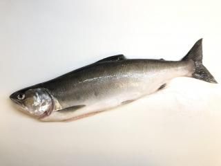 �ӥ�ޥ����� 55cm�����Ķ����ץ�ߥ��ࡦ��¢���Ϥ���