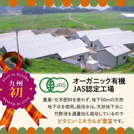 平戸有機きのこ栽培セット | 九州産 - 平戸商店