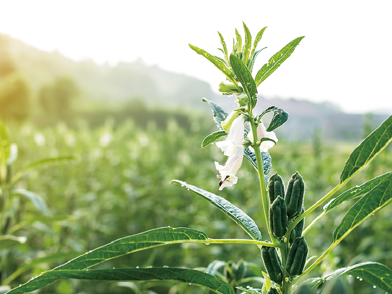 ���ޤ�����Ź�ֳ����� �񻺤��ޤΥ���饤�󥷥�å� | ���ޤ�����Ź����>