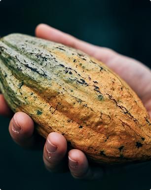Cacao fruit