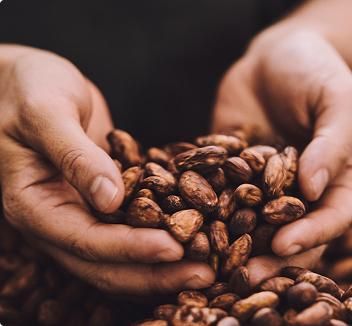 Cacao beans