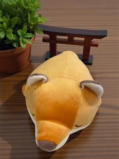 ˭١ۥĥͤ()TY-16ۤξʲ