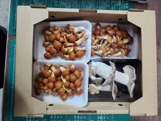 B֤ۤɤΤΤCå 200g4_֤ɤ(ʡ縩ã)