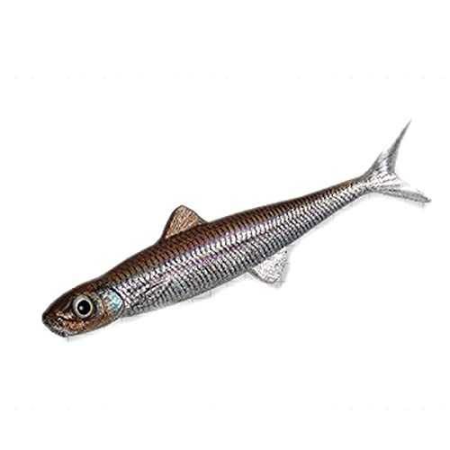 <img class='new_mark_img1' src='https://img.shop-pro.jp/img/new/icons1.gif' style='border:none;display:inline;margin:0px;padding:0px;width:auto;' />EVERGREEN С꡼ 饹ȥ95F #138 ͥ參