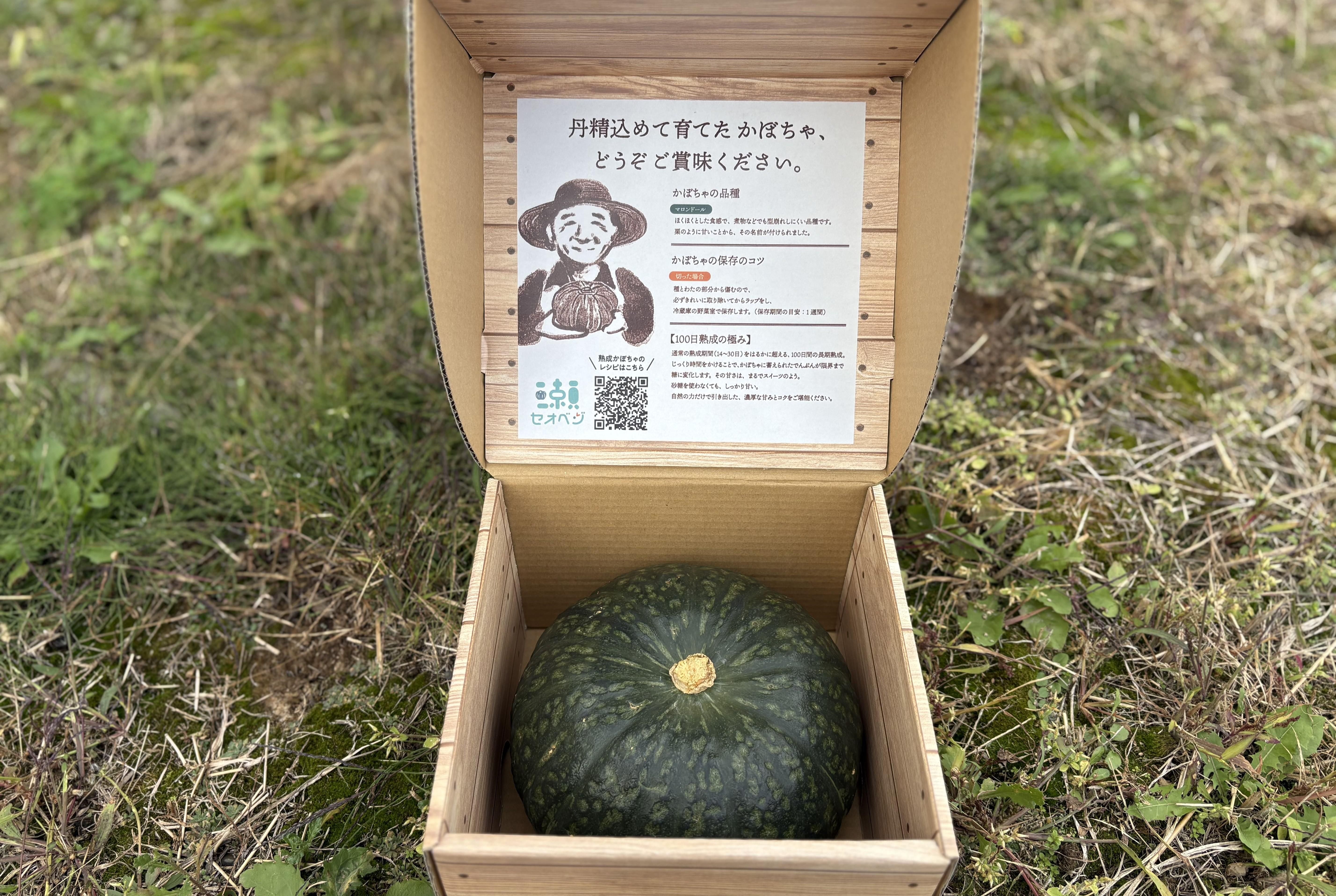 100日 熟成かぼちゃについて