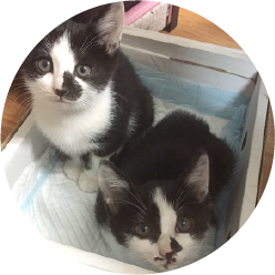 Orange AnimalZΡZפˤĤ