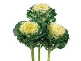 <img class='new_mark_img1' src='https://img.shop-pro.jp/img/new/icons5.gif' style='border:none;display:inline;margin:0px;padding:0px;width:auto;' />ޥեǥ