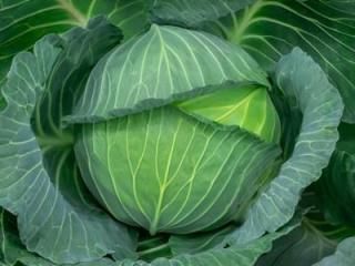 <img class='new_mark_img1' src='https://img.shop-pro.jp/img/new/icons5.gif' style='border:none;display:inline;margin:0px;padding:0px;width:auto;' />