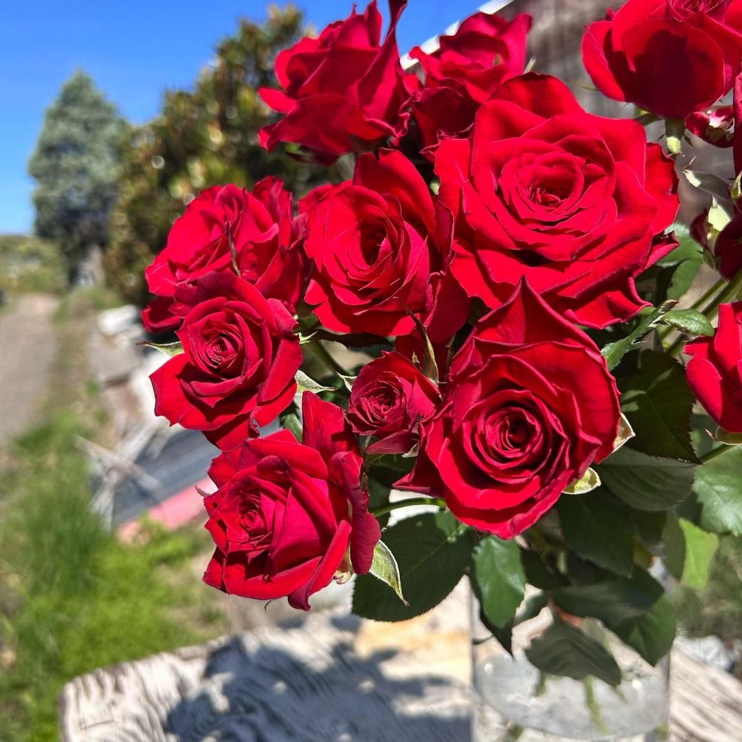 「ゆかり」切花バラ挿木苗 Romantic vuvuzel♡ Rose ゆかり様専用」切花バラ挿木苗 Romantic vuvuzel♡ Rose