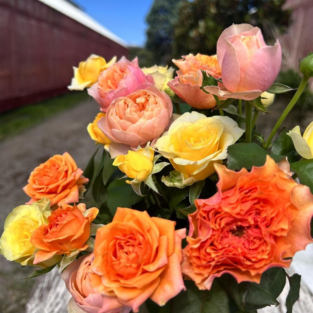 Mۥݥƥ֥顼ϥХβ«