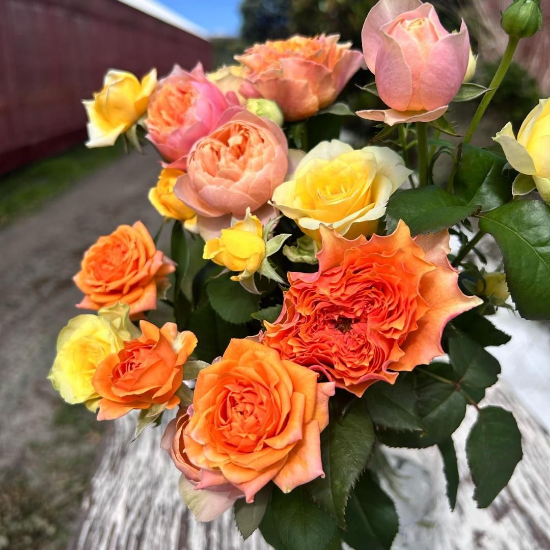 Lۥݥƥ֥顼ϥХβ«