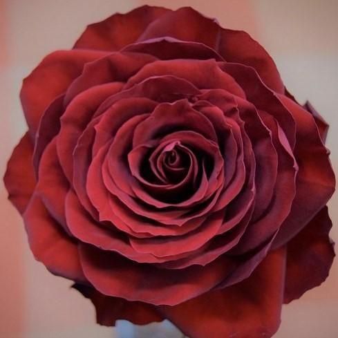 ڥץݡۥ12ܤ֤Хʥꥸʥ륫ա