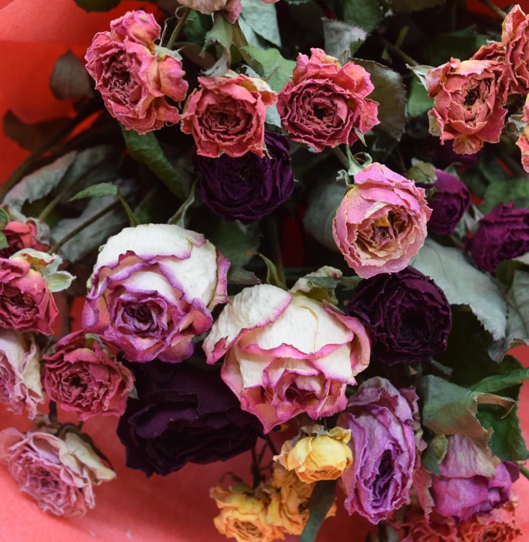 MѤ礤䤫ɥ饤եΤǤ«ե