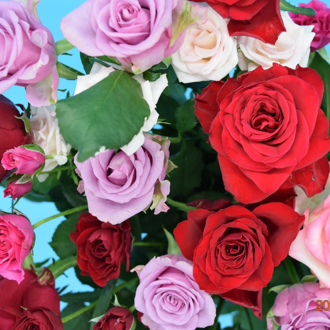 ءǯ12ϤΥХã勞勞ɥɥǤ
