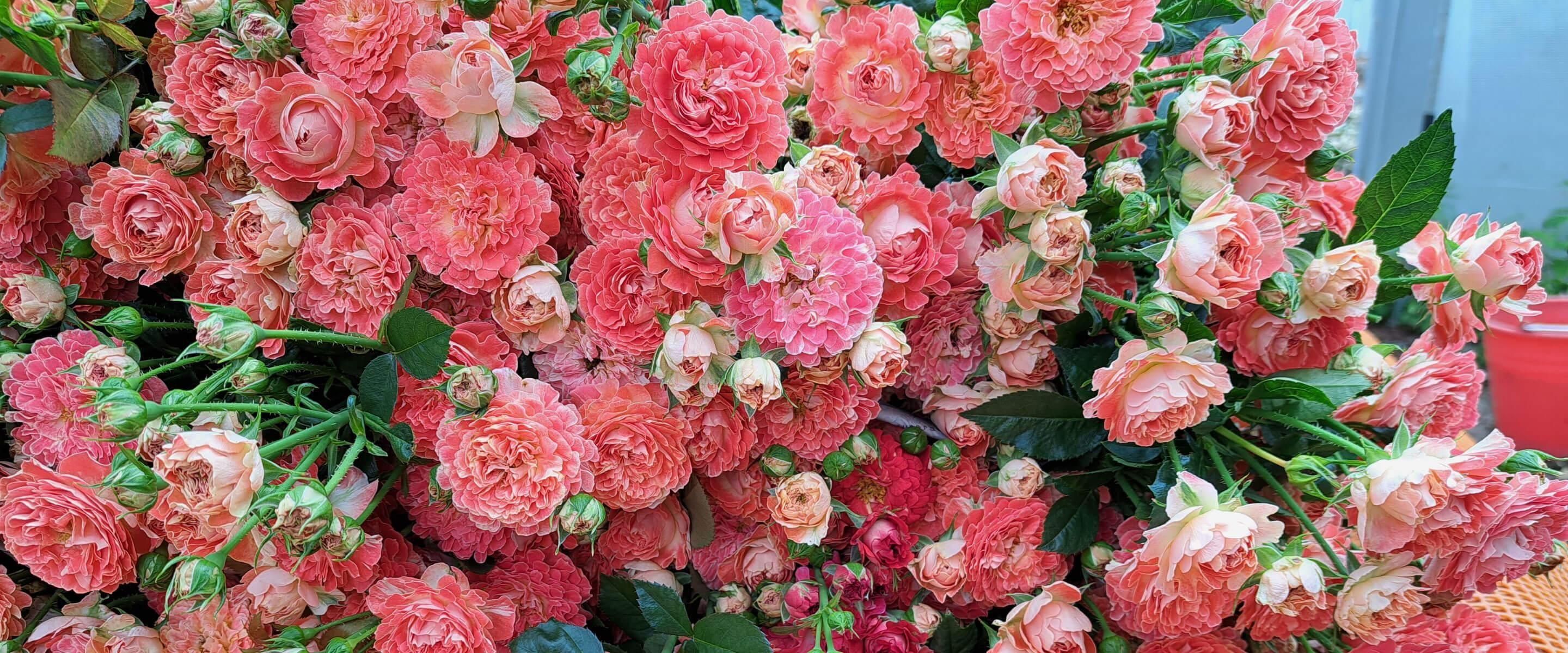 資生堂　バラ園　画像に写っている物で全てになります。 🌹＼中之島公園のバラたちが見頃を迎えています／ 今日の写真は