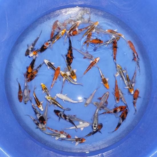 Хߥå10ɤå 1518 ܸ