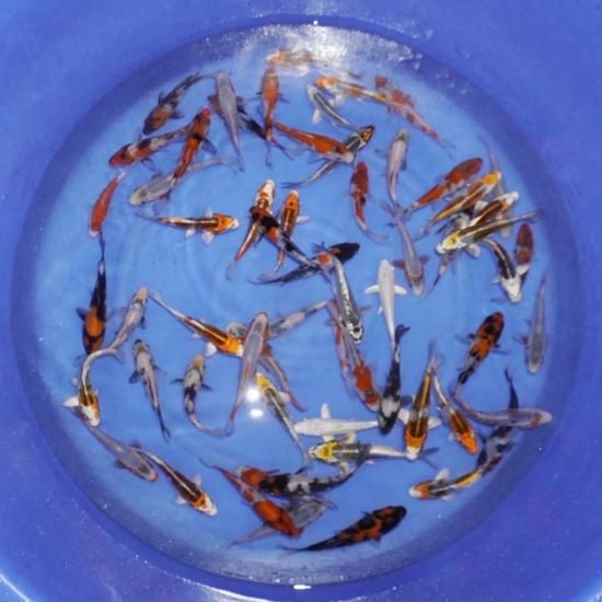 Хߥå10ɤå 1518 ܸ