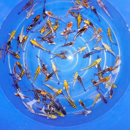 Хߥå 812 10ɤå ڹãܸ컺