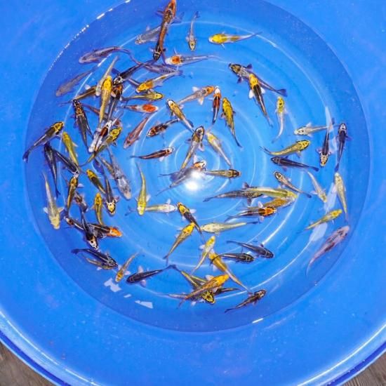 Хߥå 812 10ɤå ڹãܸ컺