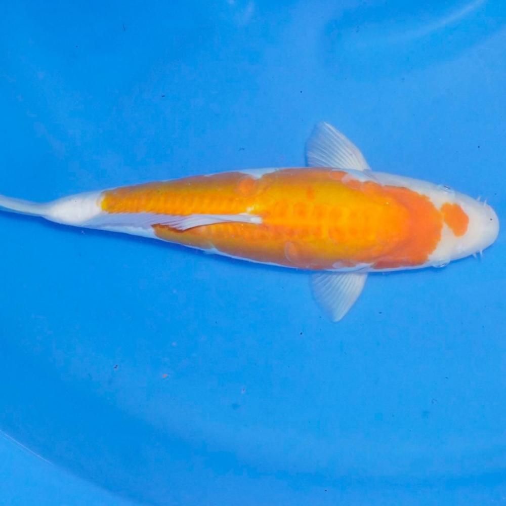 <img class='new_mark_img1' src='https://img.shop-pro.jp/img/new/icons29.gif' style='border:none;display:inline;margin:0px;padding:0px;width:auto;' />쥢ɥĲ ᥹ 39ڹãܸ