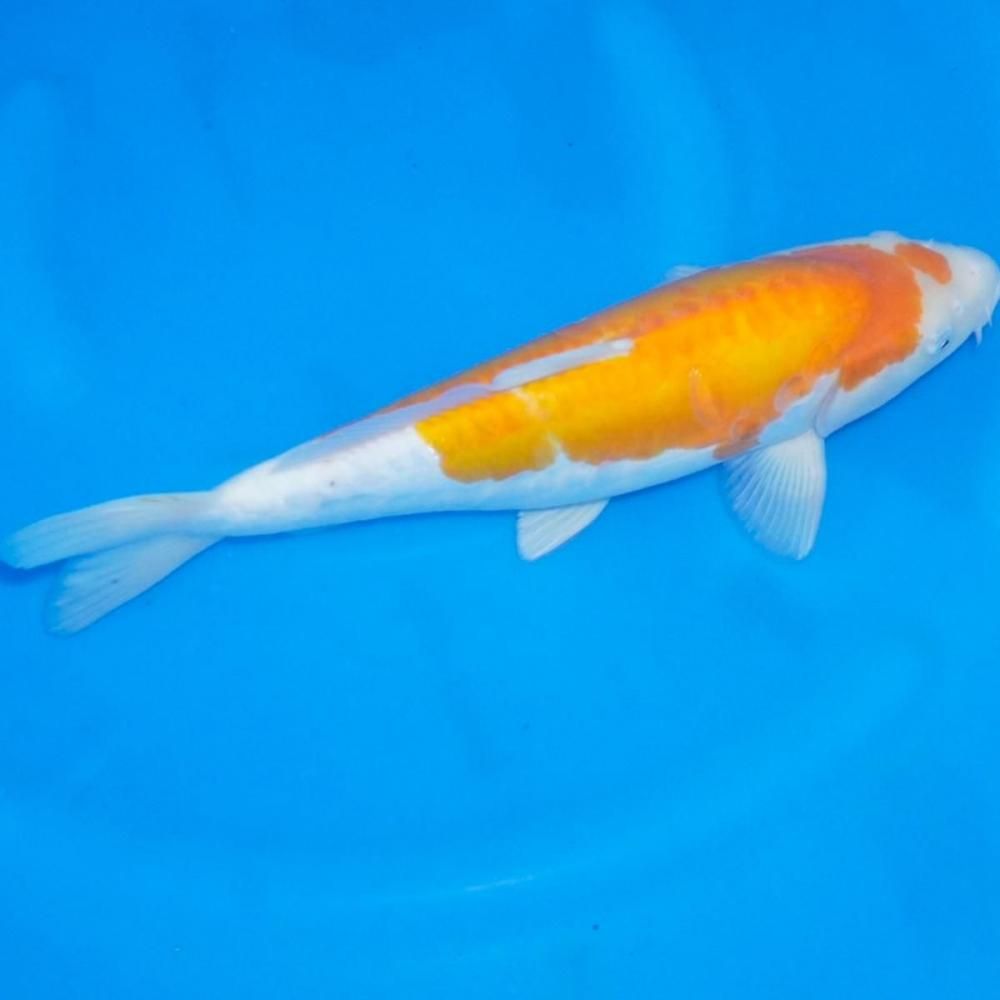 <img class='new_mark_img1' src='https://img.shop-pro.jp/img/new/icons29.gif' style='border:none;display:inline;margin:0px;padding:0px;width:auto;' />쥢ɥĲ ᥹ 39ڹãܸ