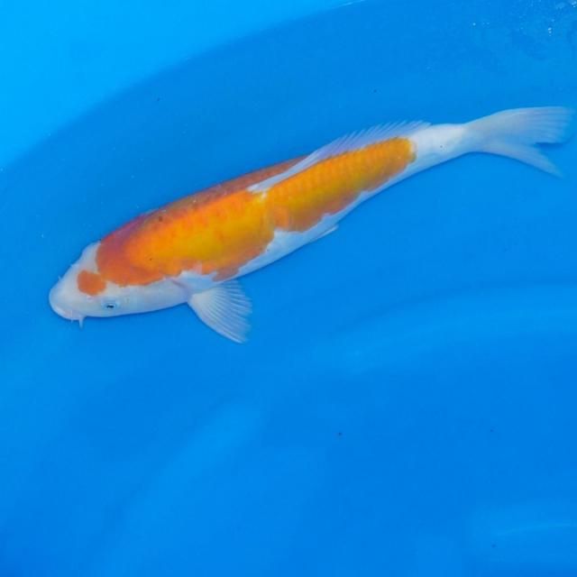 <img class='new_mark_img1' src='https://img.shop-pro.jp/img/new/icons29.gif' style='border:none;display:inline;margin:0px;padding:0px;width:auto;' />쥢ɥĲ ᥹ 39ڹãܸ